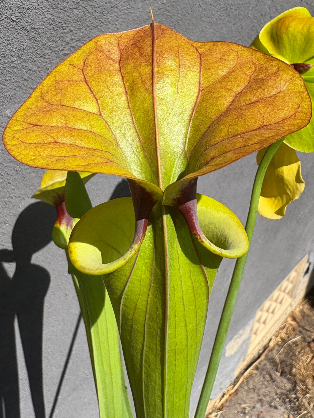 51 - Sarracenia flava var. cuprea