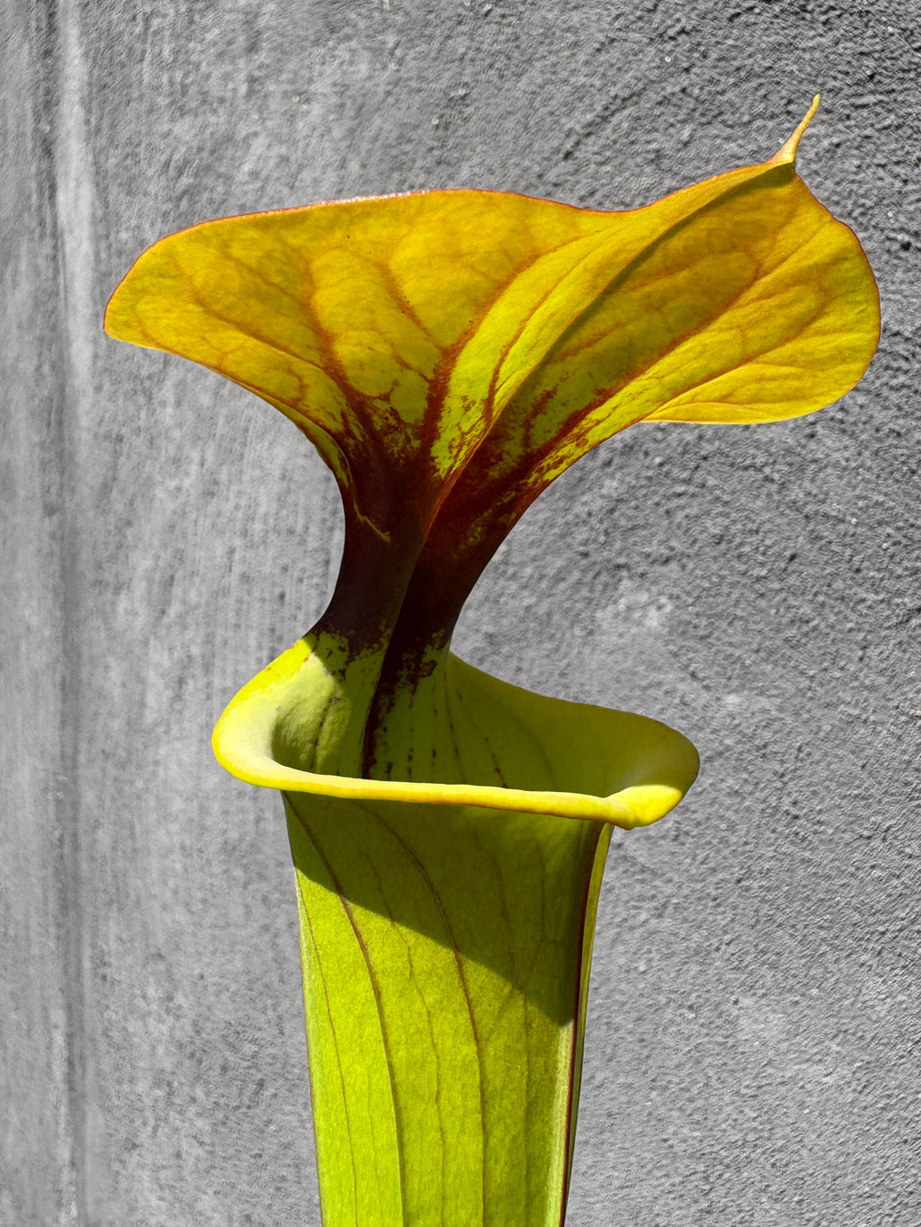 51 - Sarracenia flava var. cuprea