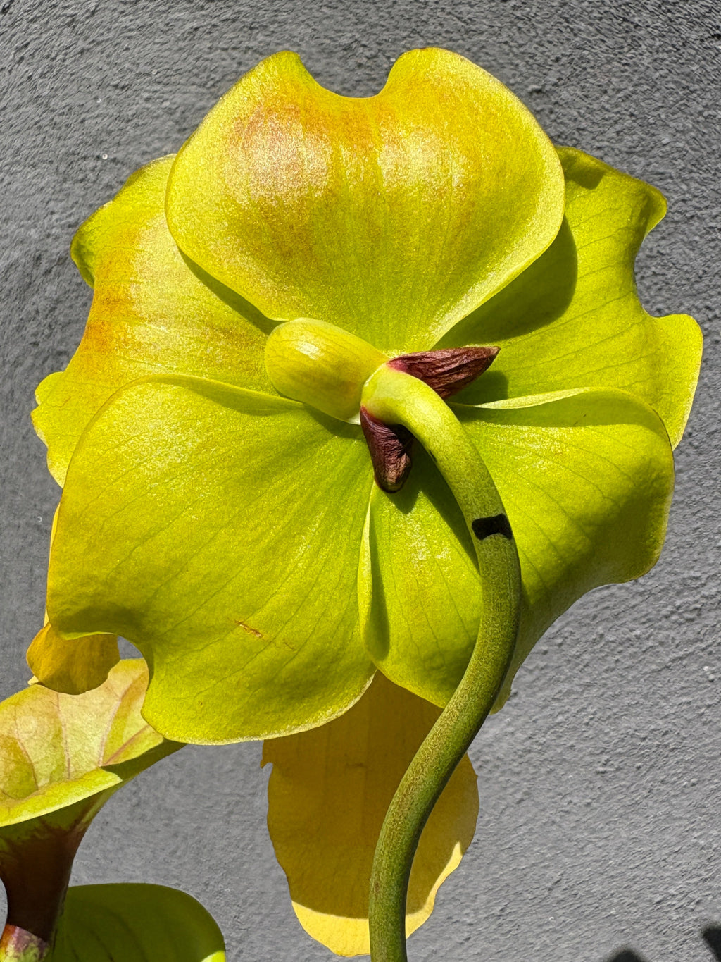 51 - Sarracenia flava var. cuprea