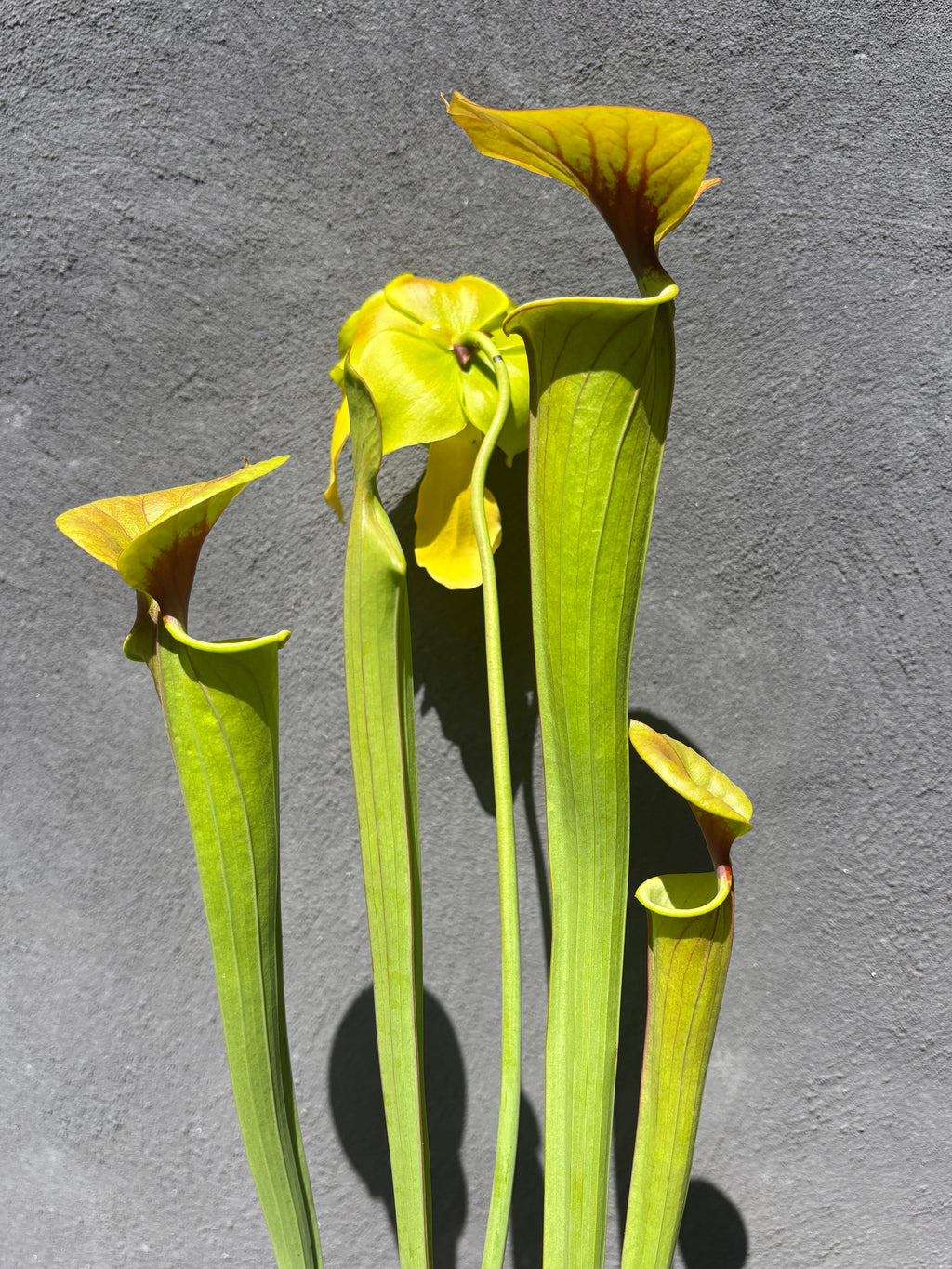 51 - Sarracenia flava var. cuprea