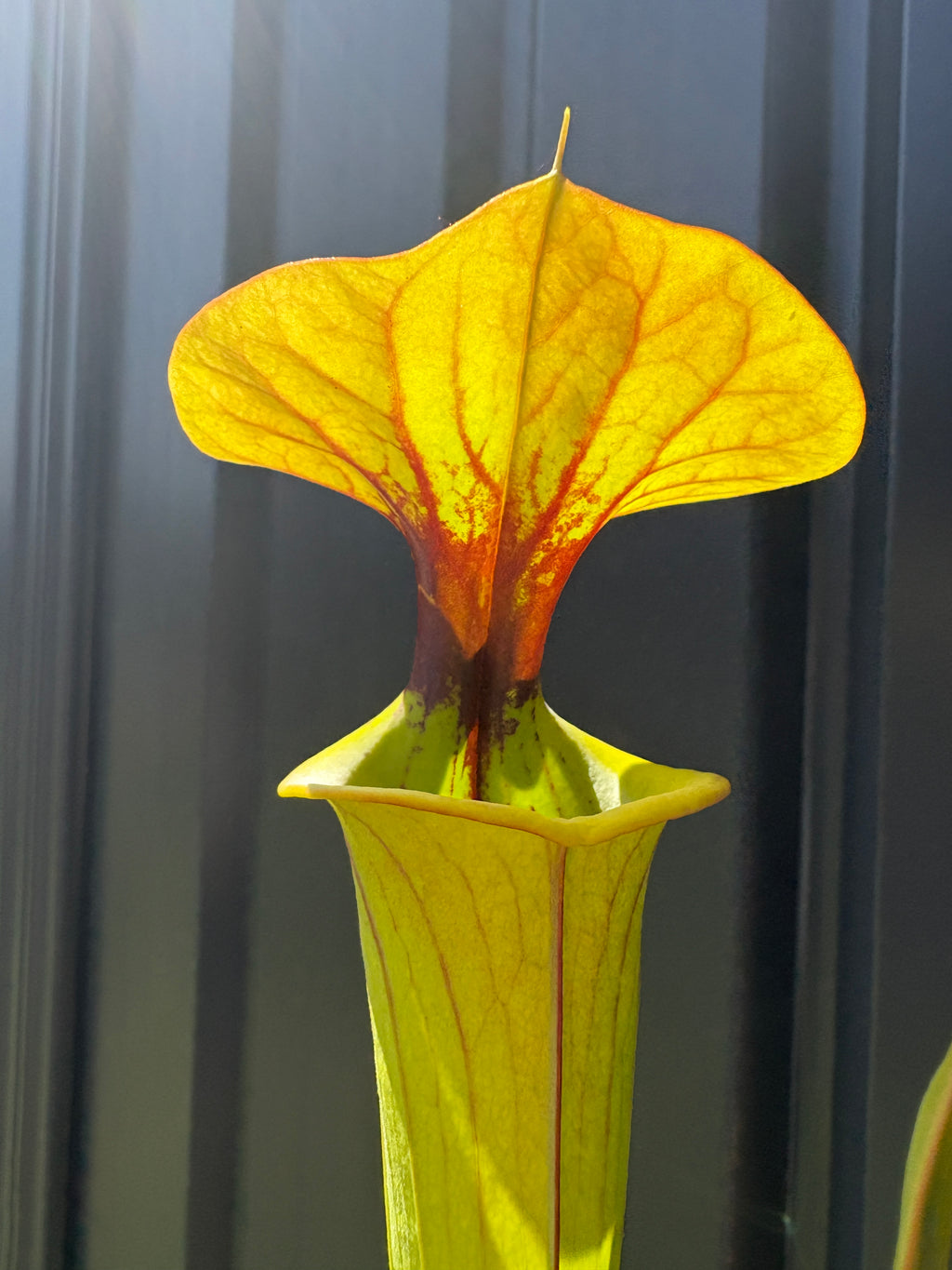 51 - Sarracenia flava var. cuprea