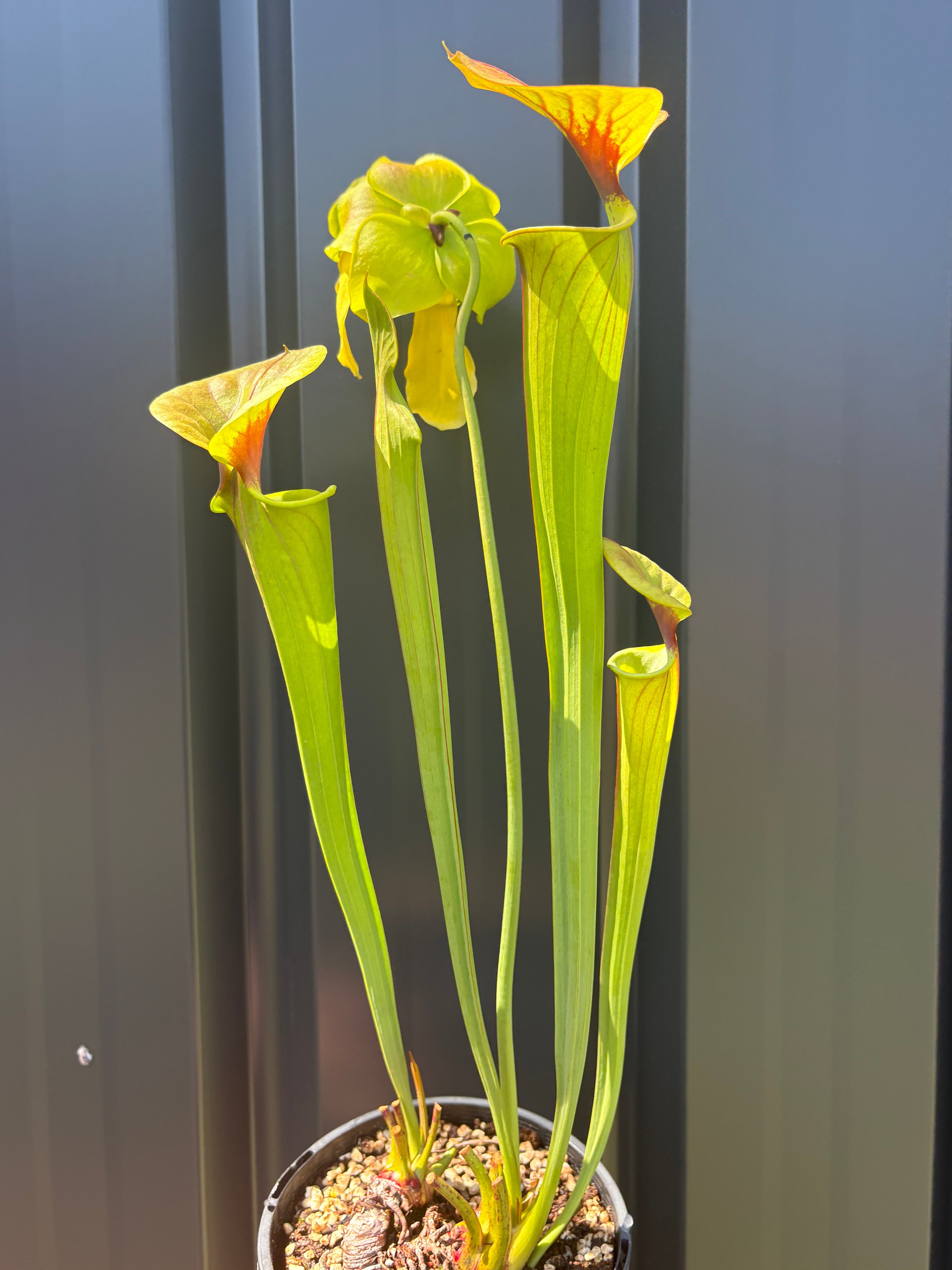51 - Sarracenia flava var. cuprea