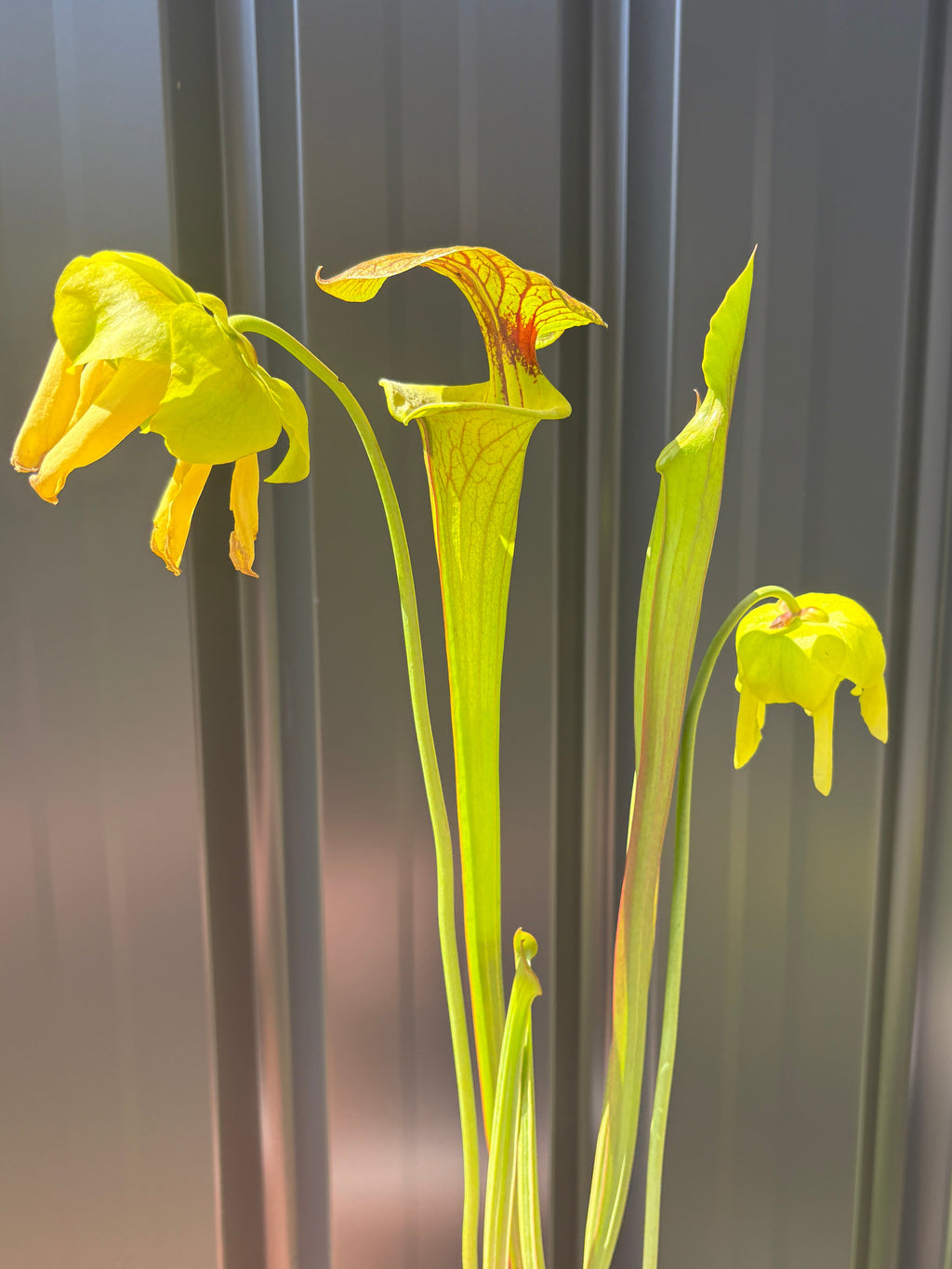 28 - Sarracenia flava. var cuprea - Gotcha! heavy veins