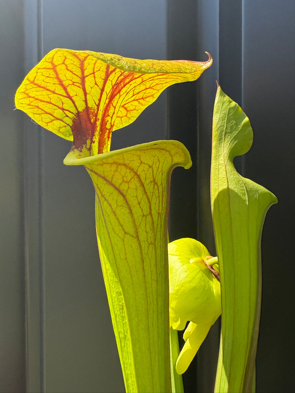 28 - Sarracenia flava. var cuprea - Gotcha! heavy veins