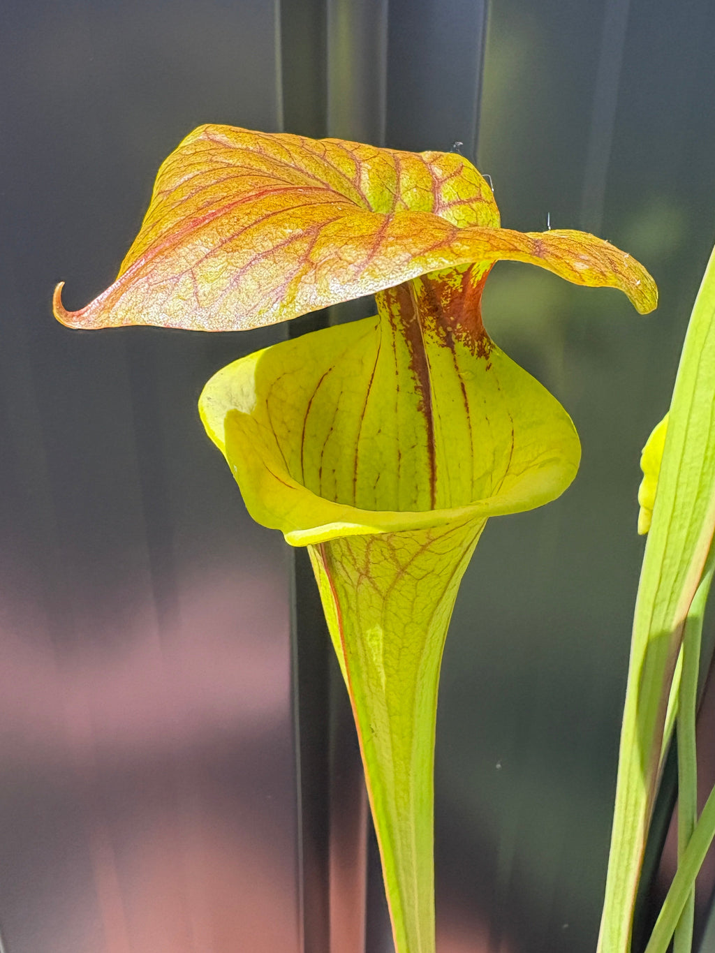 28 - Sarracenia flava. var cuprea - Gotcha! heavy veins