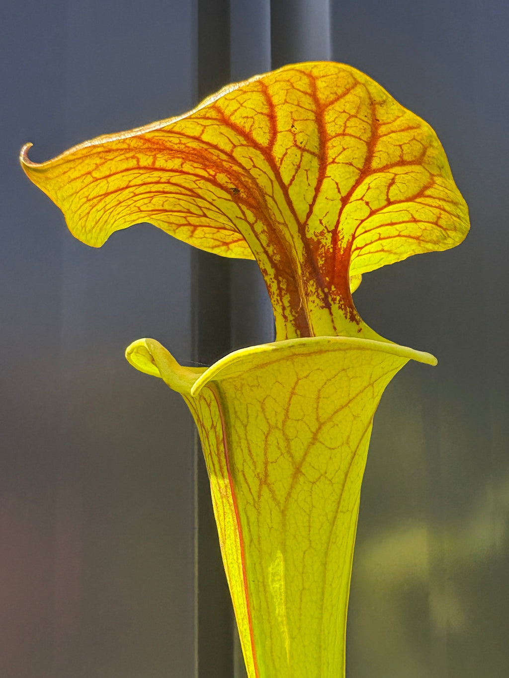 28 - Sarracenia flava. var cuprea - Gotcha! heavy veins
