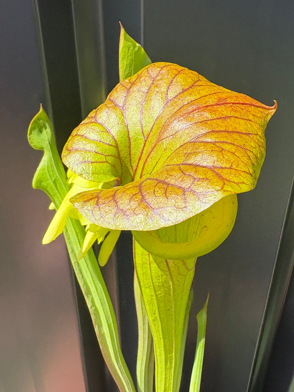 28 - Sarracenia flava. var cuprea - Gotcha! heavy veins