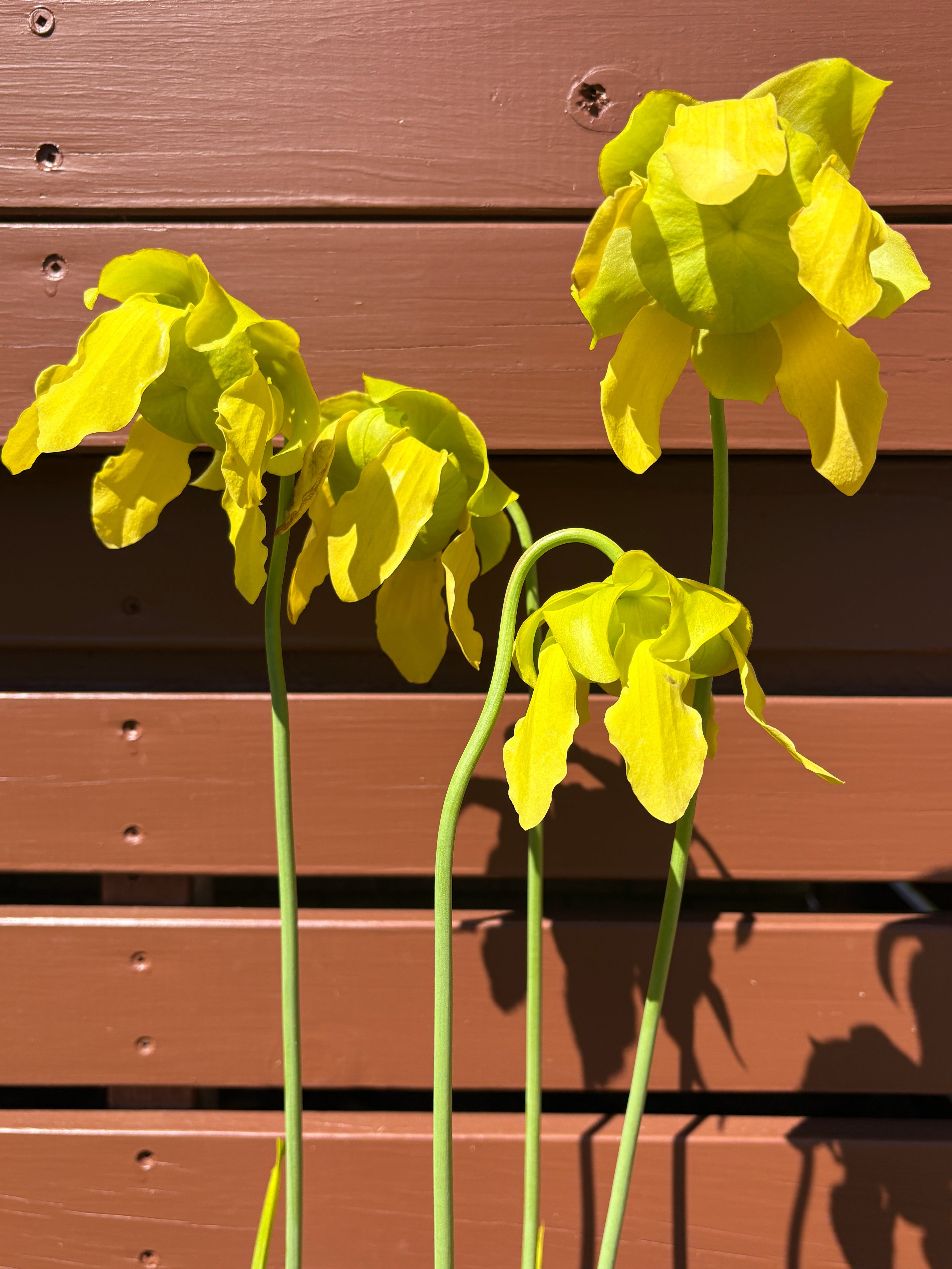 28 - Sarracenia flava. var cuprea - Gotcha! heavy veins