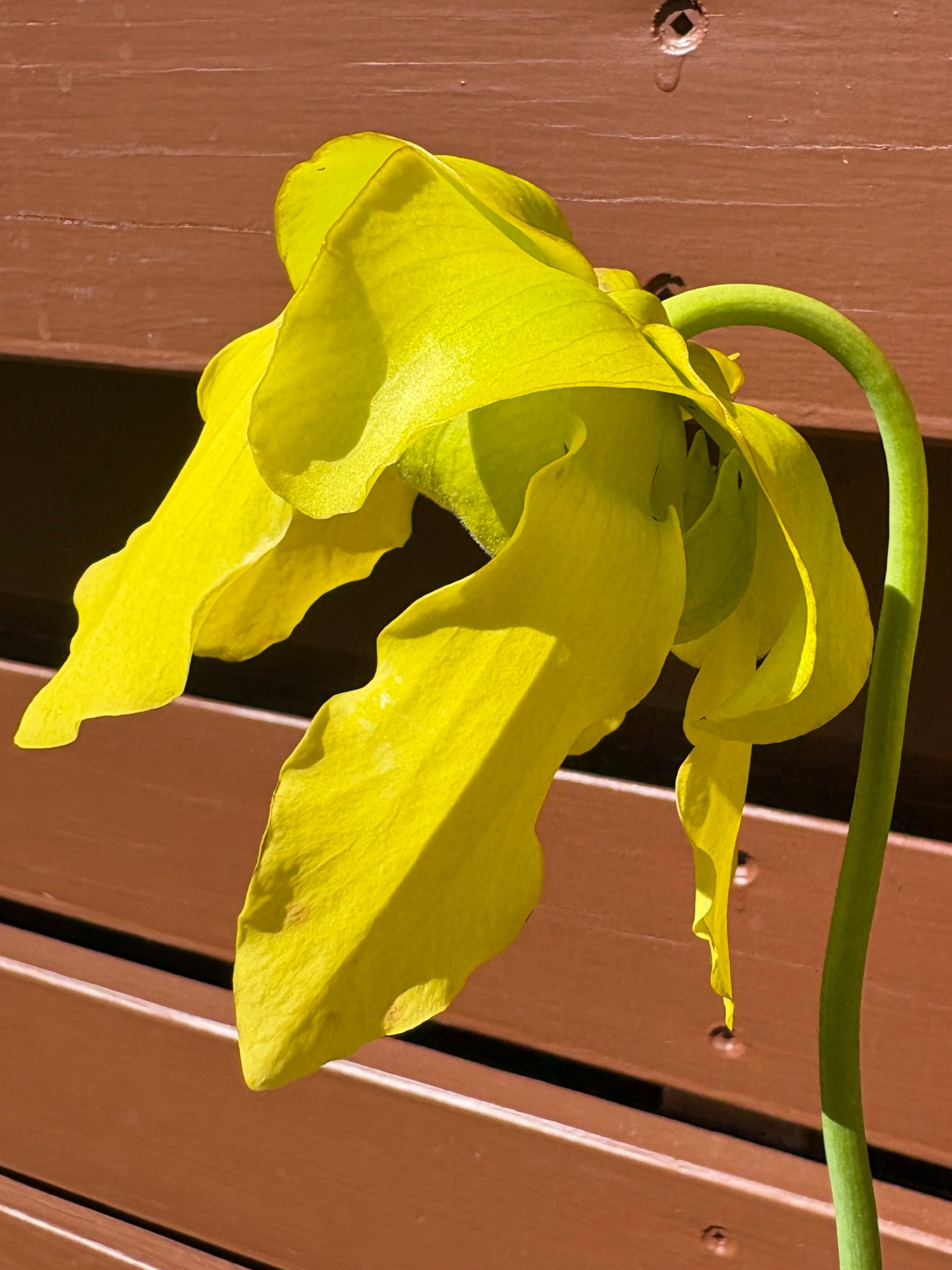 28 - Sarracenia flava. var cuprea - Gotcha! heavy veins