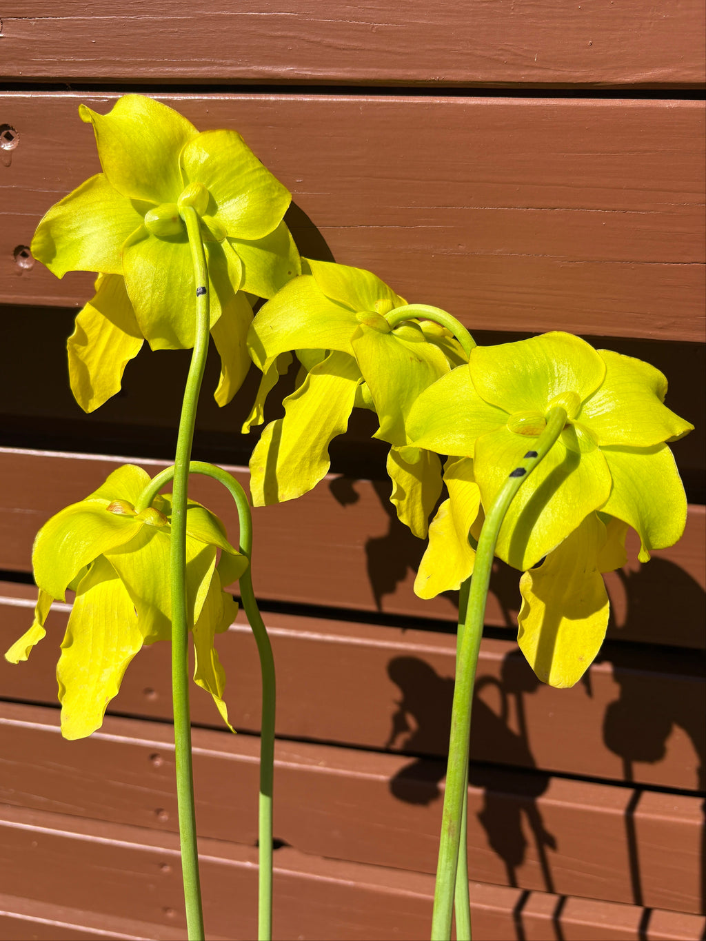 28 - Sarracenia flava. var cuprea - Gotcha! heavy veins