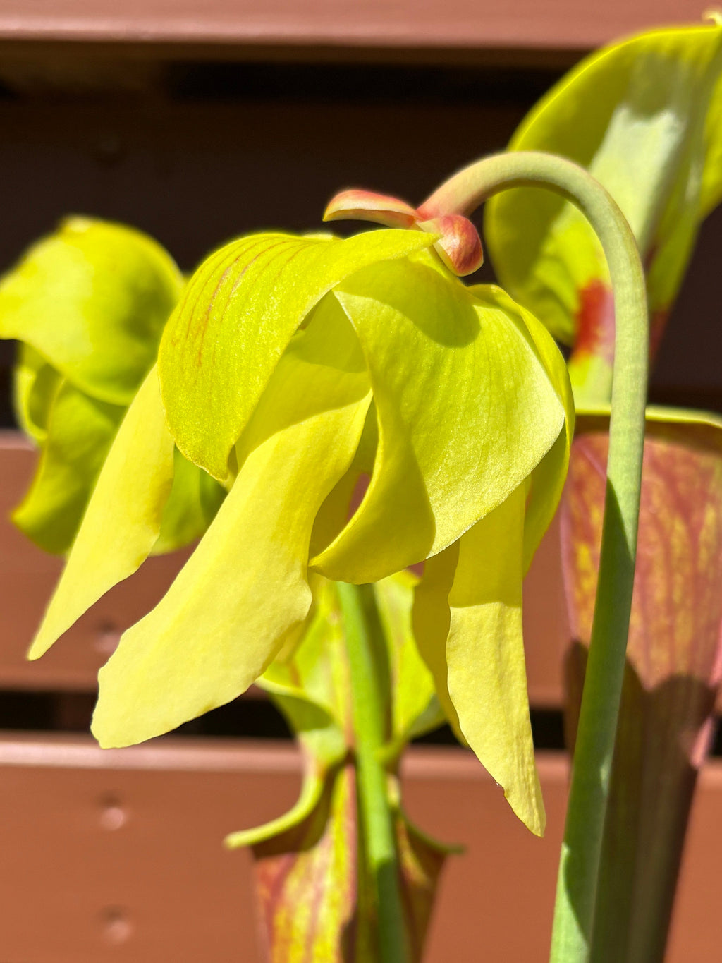 29 - S. flava var. rubricorpora