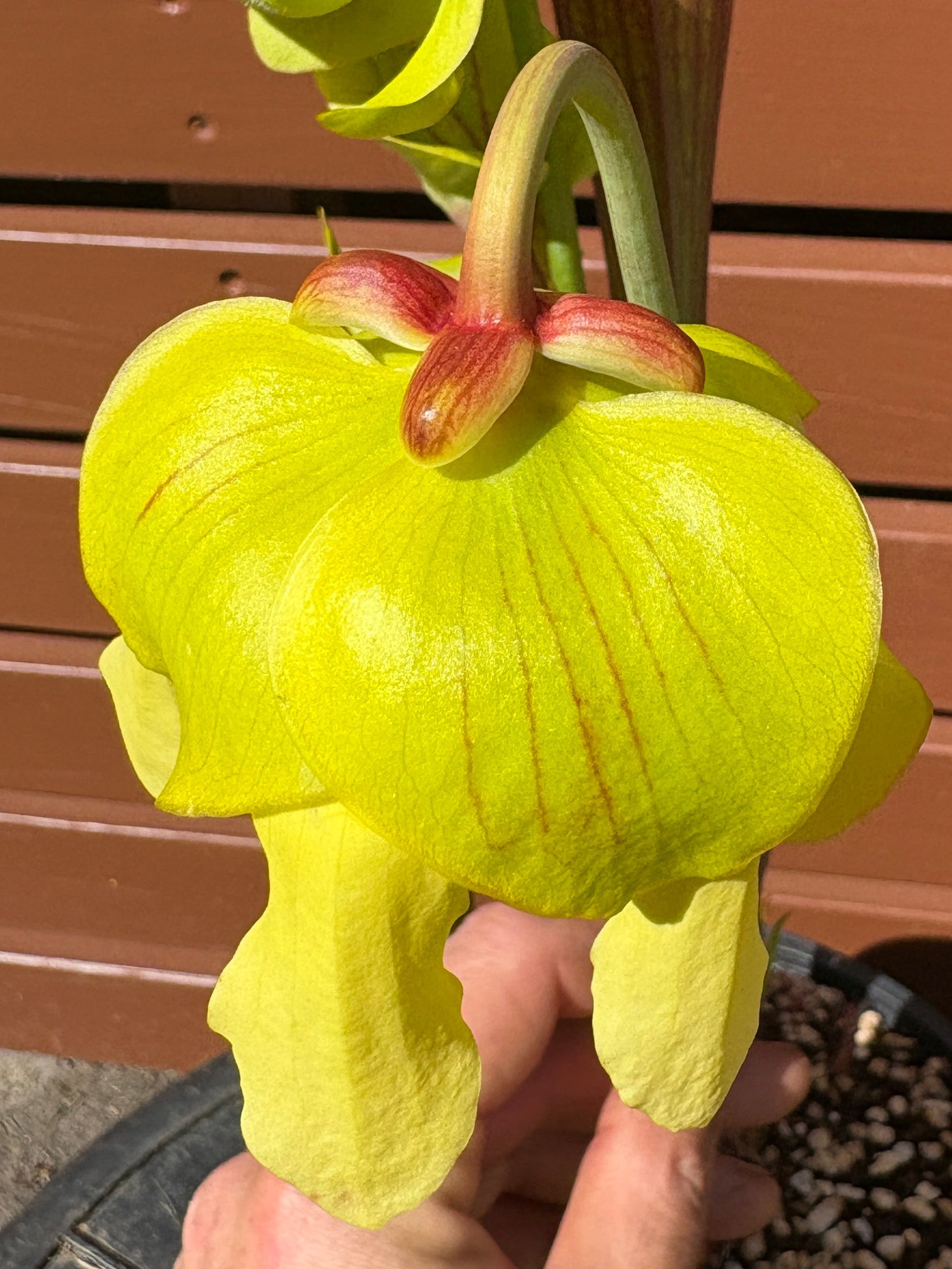 29 - S. flava var. rubricorpora