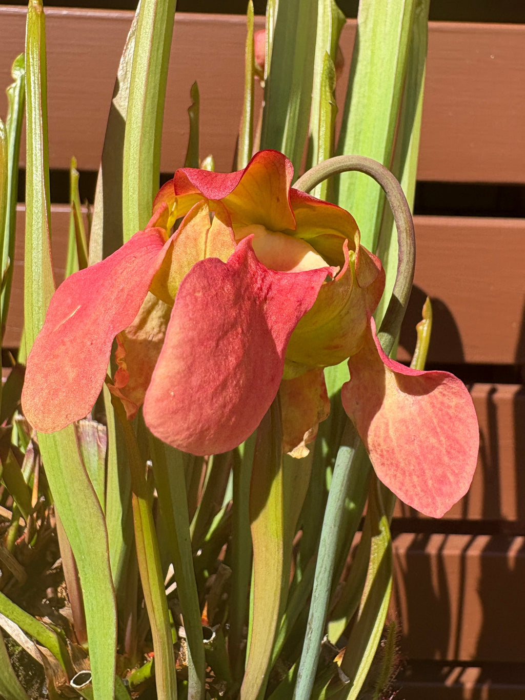 5 - S. 'Colin Clayton'