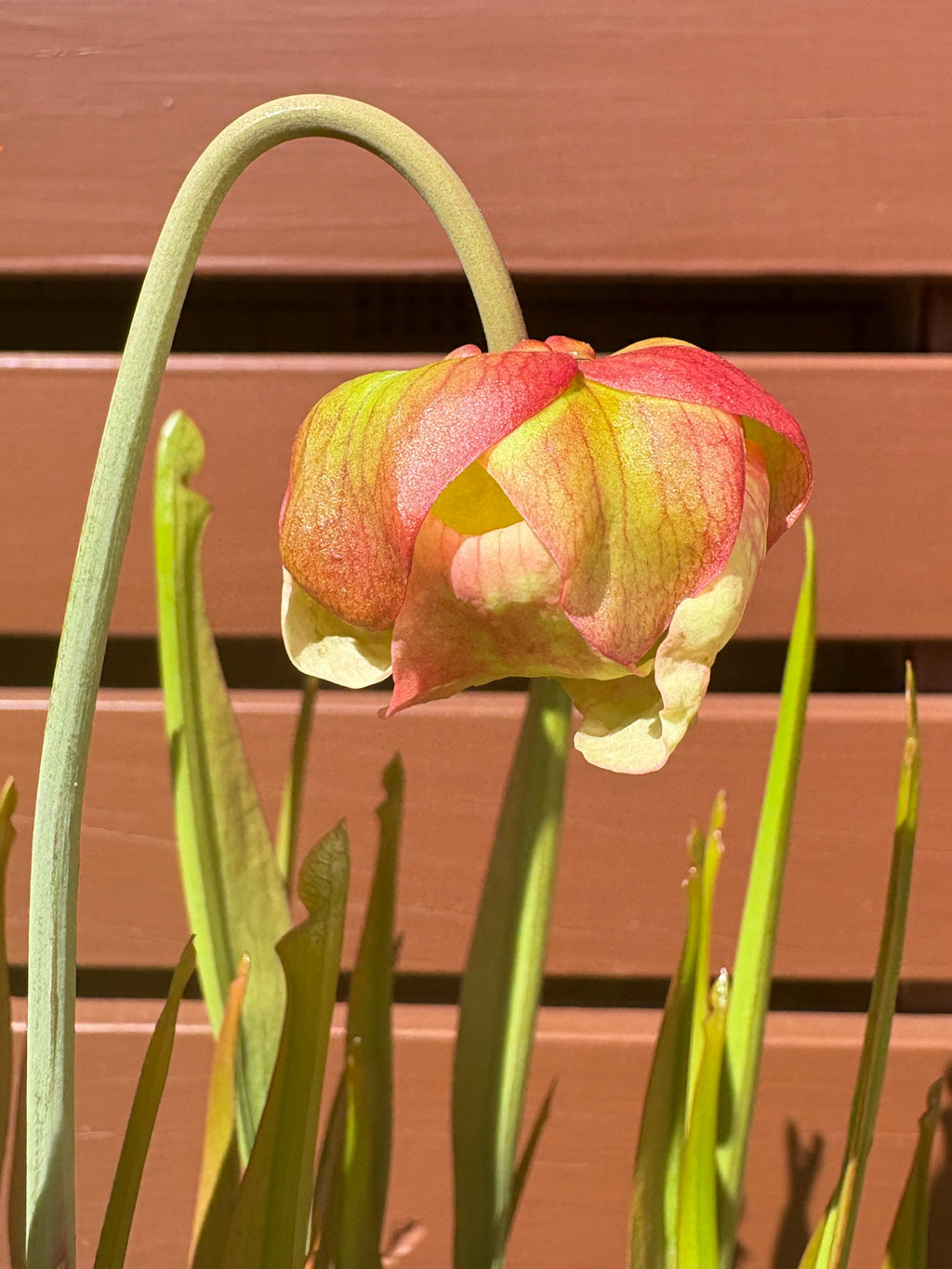 5 - S. 'Colin Clayton'