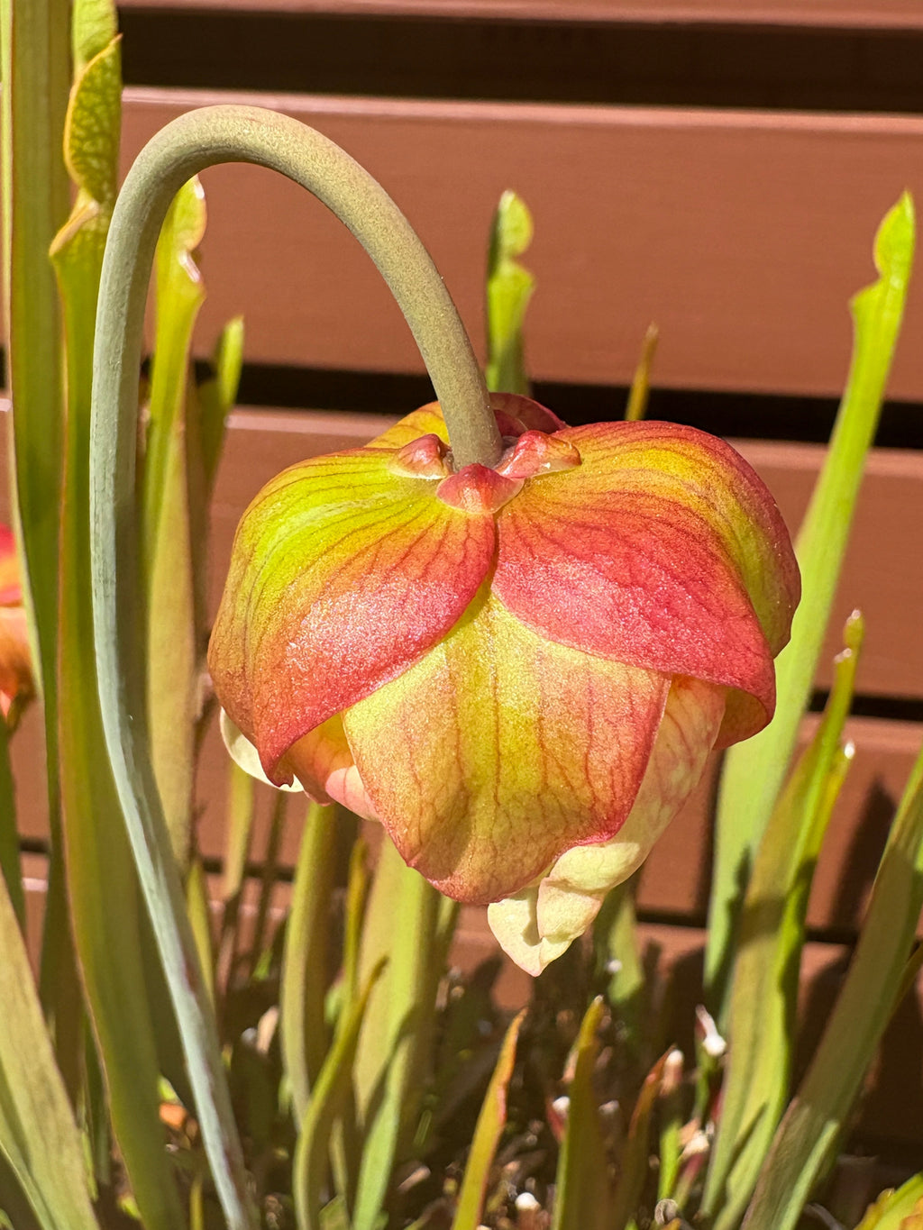 5 - S. 'Colin Clayton'