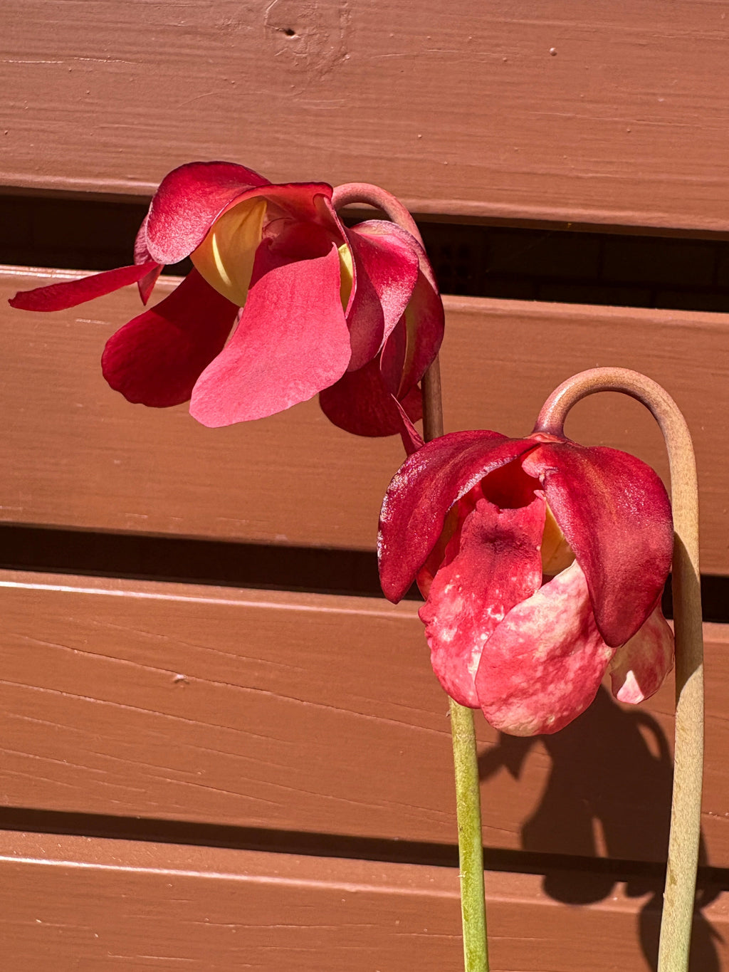 9 - S. ×umlauftiana