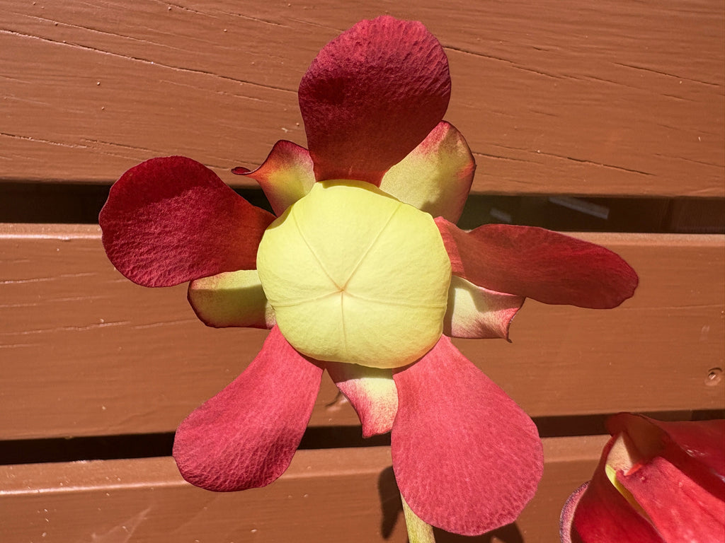 9 - S. ×umlauftiana