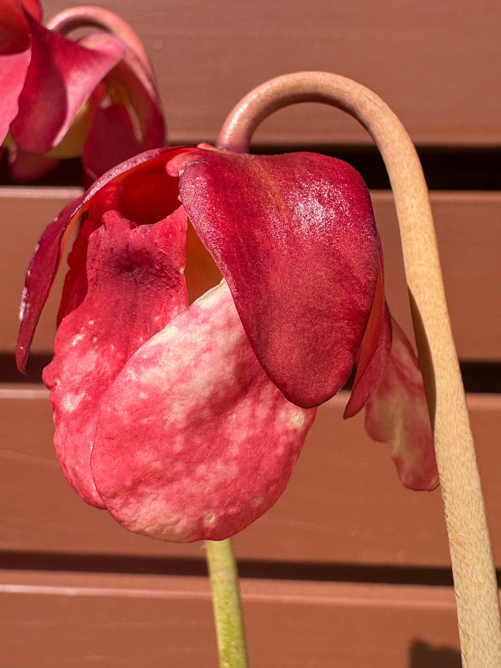 9 - S. ×umlauftiana