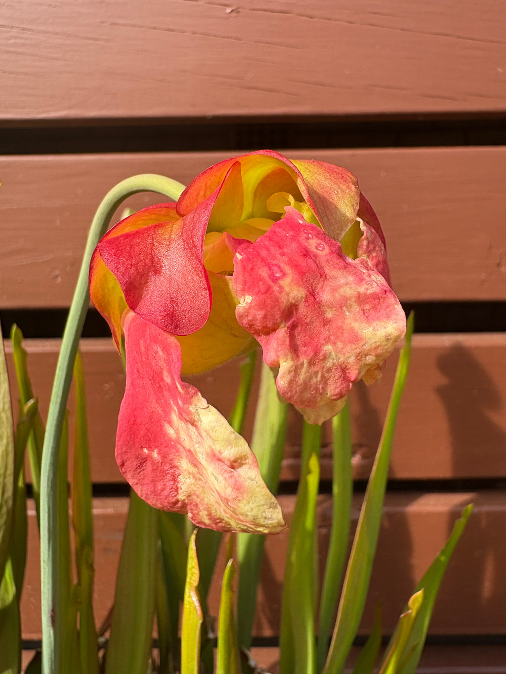 5 - S. 'Colin Clayton'