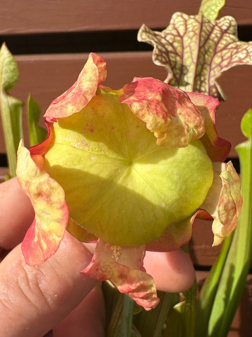 5 - S. 'Colin Clayton'