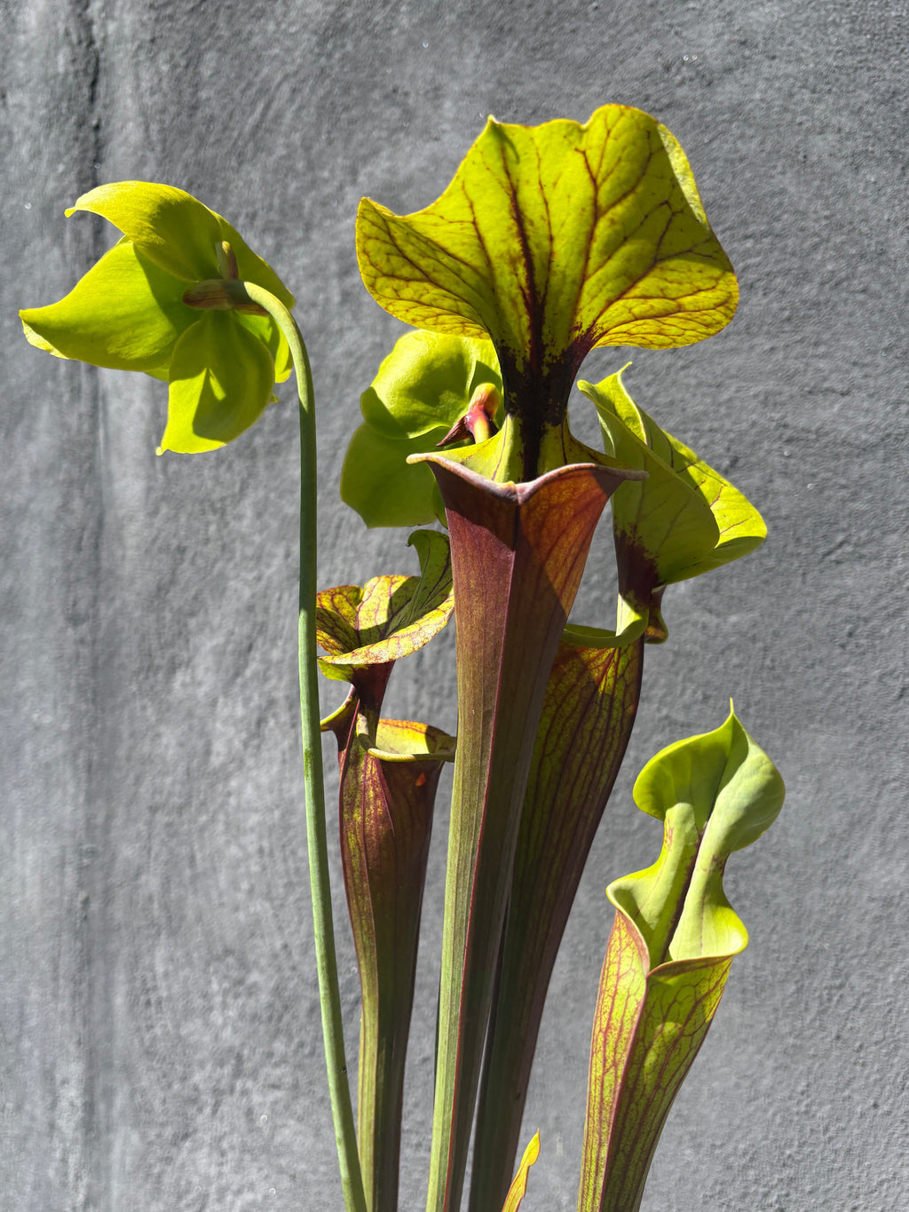 29 - S. flava var. rubricorpora