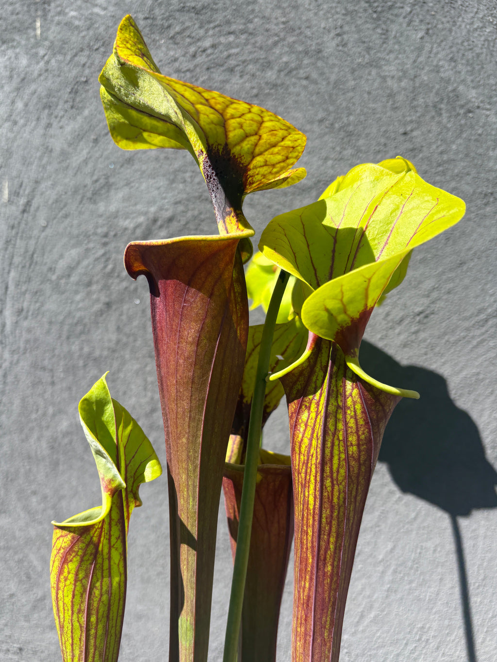 29 - S. flava var. rubricorpora