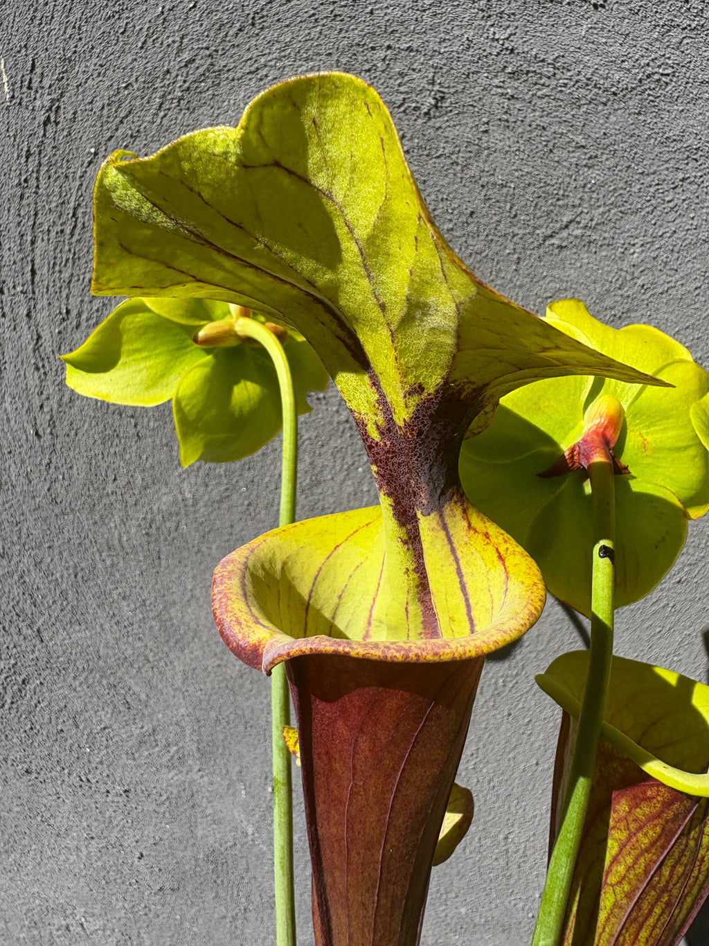 29 - S. flava var. rubricorpora