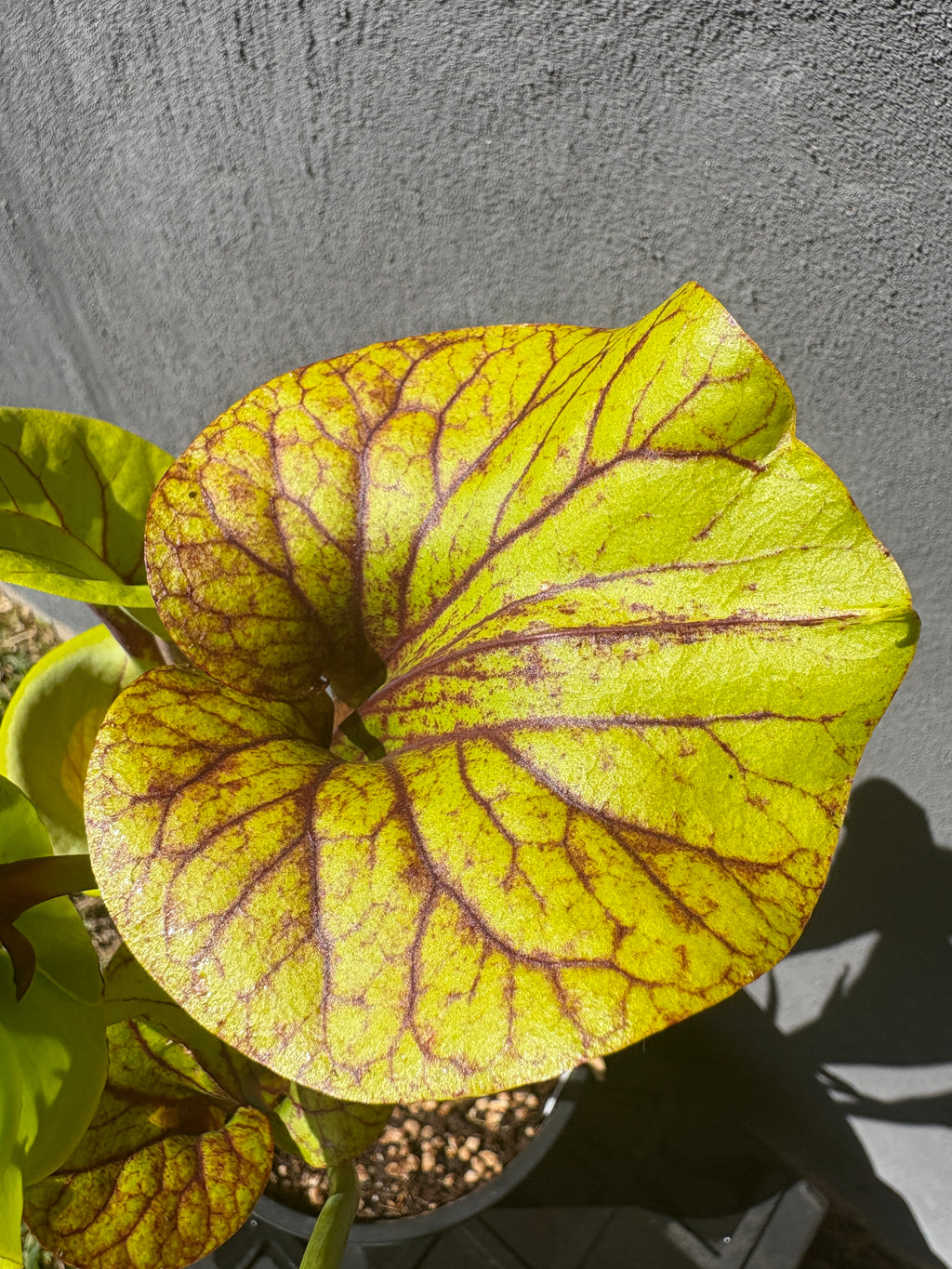 29 - S. flava var. rubricorpora